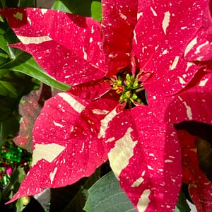 Poinsettia Plant