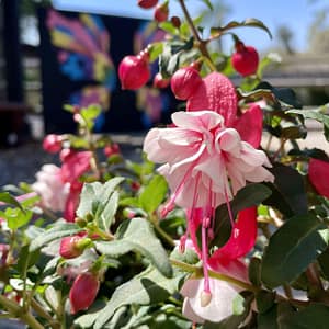 Fuchsia Plant with Pink Flowers