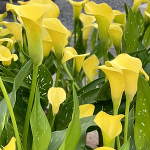 Yellow Calla Lilies, flowering plants