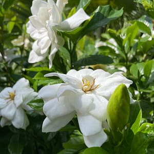 Gardenia Bush, flowering shrub