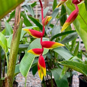 Lobster Claw Heliconia, tropical plant