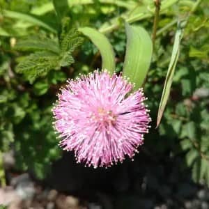 Sunshine Mimosa Bloom, flowering groundcover plant