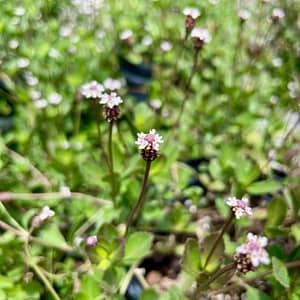 Frogfruit Plant, flowering groundcover