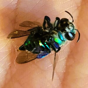 Green Bee in Someone's Palm