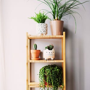 Plants on Shelving