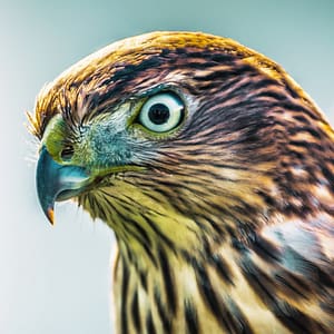 Head of a Hawk