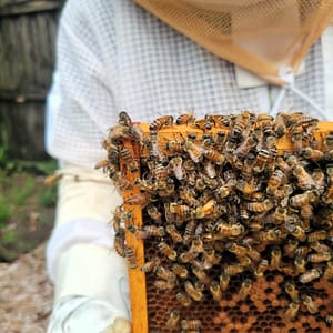 Beehive Frame with Bees