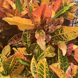 Croton Petra Plants, tropical shrubs