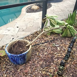 Plumeria Damaged by Hurricane Milton