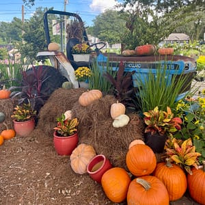 Tractor with Hay Bales, Pumpkins, and Plants for Fall