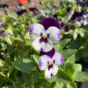 Viola, flowering plant