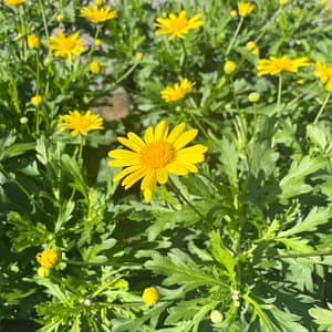 Bush Daisies, flowering plant