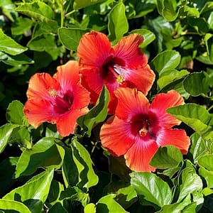 Hibiscus Blooms, flowering shrubs