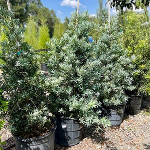 Ice Blue Podocarpus, shrubs