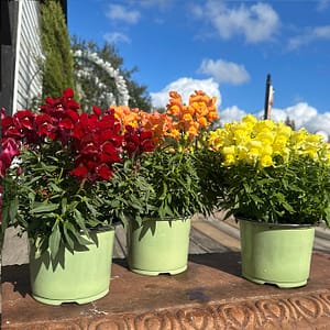 Snapdragons under an azure sky