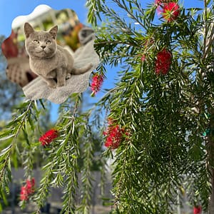 Pepper the Kitten and a Weeping Bottlebrush Tree