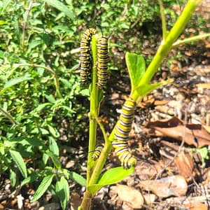 Caterpillars on Milkweed