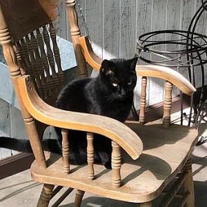 Willow the Cat in a Chair