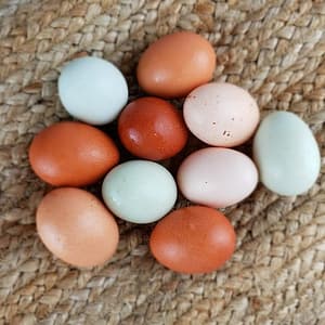 Eggs of Different Colors