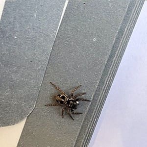 Twin-Flagged Jumping Spider