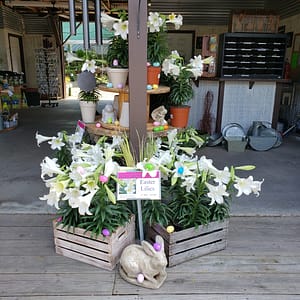 Easter Lilies, Easter Eggs, a Rabbit Statue for Easter