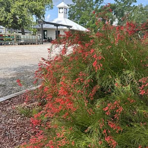 Firecracker Plant with Kerby's Nursery Farmhouse in the Background