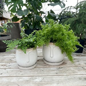 Ferns in Face Pots