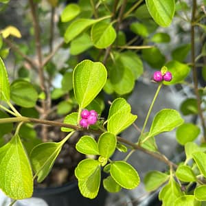Beautyberry Plant, Florida native shrub