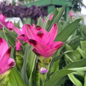 Curcuma Ginger Plants (Pinkish-Purple Bracts)