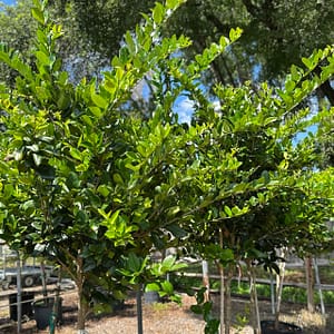 Green Ligustrum Trees