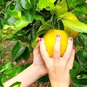 Child's Hands Picking Oranges
