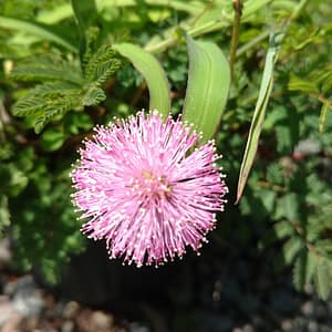 Sunshine Mimosa, Florida native groundcover