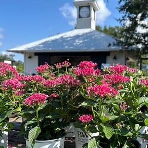 Sunstar Pentas by Proven Winners with Kerby's Nursery Cupula in Background