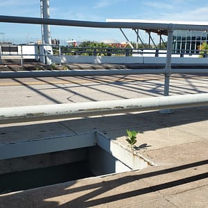 Tree Growing in a Crack on a Bridge