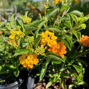Pineland Lantana, Florida native plant