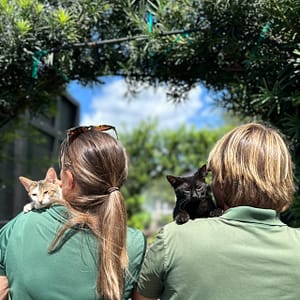 Lady and Man Each with a Kitten on Their Shoulder