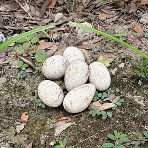 Snake Eggs on the Ground