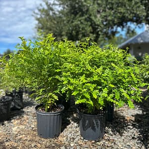 Wild Lime Shrubs, Florida native plants
