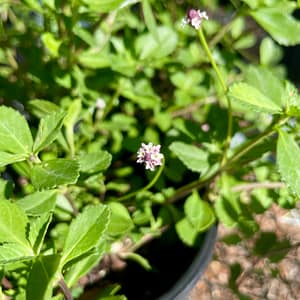 Frogfruit, Florida native flowering plant
