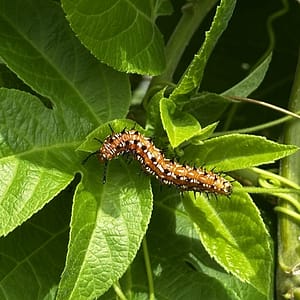 Variegated Fritillary Caterpillar on Leaves