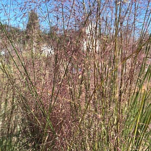 Pink Muhly Grass, Florida Native Grass