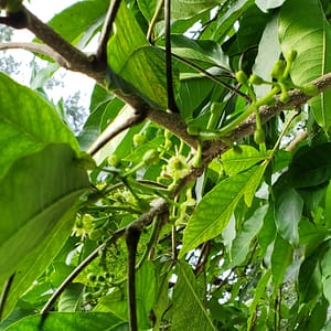 Flowers on White Sapote Fruit Tree