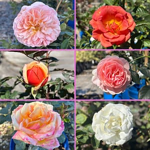 6 Different Rose Blooms
