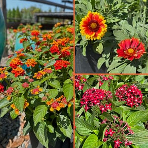 Picture Grid with Lantana, Blanket Flowers, Penta - all flowering plants