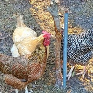 Chickens Pecking a Tree