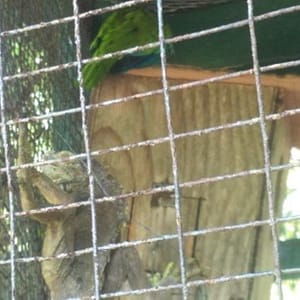 Parrot and Iguana in a Zoo Exhibit