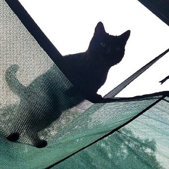 Willow the Cat Looking Down from the Shade Cloth