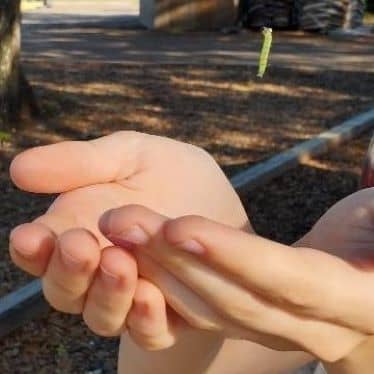 Hands Held Out to Catch Green Moth Caterpillar Hanging from Oak Tree