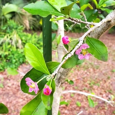 Barbados Cherry Flowers, fruit tree