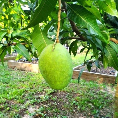 Mango on Tree, fruit tree